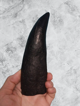 Load image into Gallery viewer, T.rex tooth #8. Large 8" Tyrannosaurus Rex T.rex Fossil tooth for sale T-rex Trex