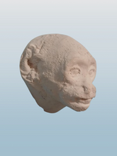 Load image into Gallery viewer, Baboon (Papio ursinus), female death cast replica Life cast