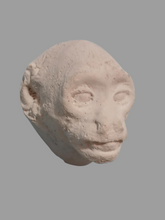 Load image into Gallery viewer, Baboon (Papio ursinus), female death cast replica Life cast