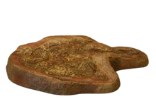 Laden Sie das Bild in den Galerie-Viewer, Eubrontes Dinosaur footprint track cast replica