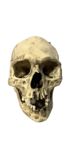 画像をギャラリービューアに読み込む, Spanish Conquistador Human Skull with Broad Ax Trauma Human skull Ax cast replica