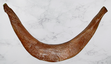 Load image into Gallery viewer, T.rex Tyrannosaurus rex furcula, wishbone cast replica T-rex Trex