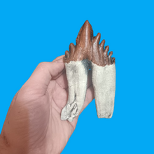 Charger l'image dans la galerie, Basilosaurus Giant Prehistoric Basilosaurus, early whale tooth molar, Replica cast replica
