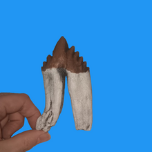 Charger l'image dans la galerie, Basilosaurus Giant Prehistoric Basilosaurus, early whale tooth molar, Replica cast replica