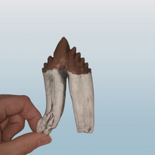 Charger l'image dans la galerie, Basilosaurus Giant Prehistoric Basilosaurus, early whale tooth molar, Replica cast replica