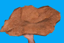 Laden Sie das Bild in den Galerie-Viewer, Edmontosaurus XL Skin impression cast replica Dinosaur