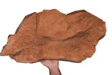 Laden Sie das Bild in den Galerie-Viewer, Edmontosaurus XL Skin impression cast replica Dinosaur
