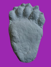 Load image into Gallery viewer, Bear: Footprint Adult Black Bear footprint cast replica