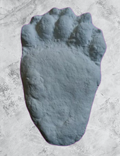 Load image into Gallery viewer, Bear: Footprint Adult Black Bear footprint cast replica