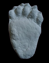Load image into Gallery viewer, Bear: Footprint Adult Black Bear footprint cast replica