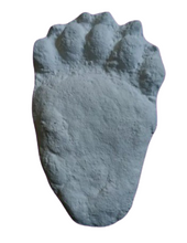 Load image into Gallery viewer, Bear: Footprint Adult Black Bear footprint cast replica