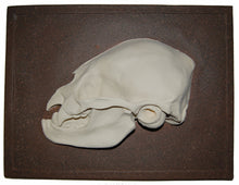 画像をギャラリービューアに読み込む, Bat Desmodus rotundus, vampire bat skull profile  cast replica