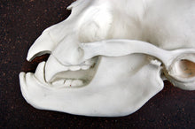 Load image into Gallery viewer, Bat Desmodus rotundus, vampire bat skull profile  cast replica