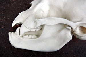 Bat Desmodus rotundus, vampire bat skull profile  cast replica