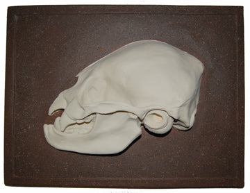 Bat Desmodus rotundus, vampire bat skull profile  cast replica