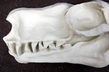 画像をギャラリービューアに読み込む, Choeronycteris mexicana, Mexican long-tougned bat skull profile cast replica
