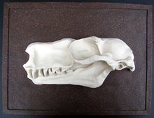 画像をギャラリービューアに読み込む, Choeronycteris mexicana, Mexican long-tougned bat skull profile cast replica
