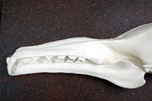 Load image into Gallery viewer, Hypsignathus monstrosus, hammer-head bat skull profile  cast replica
