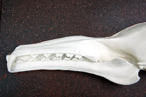 Hypsignathus monstrosus, hammer-head bat skull profile  cast replica