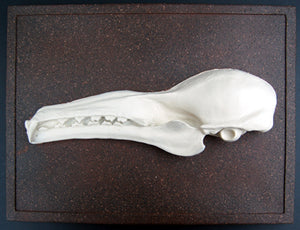Hypsignathus monstrosus, hammer-head bat skull profile  cast replica
