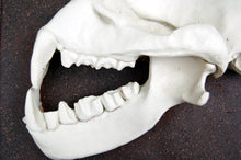Cargar imagen en el visor de la galería, Hipposideras commersoni, Commerson&#39;s leaf-nosed bat skull profile  cast replica
