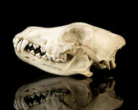 画像をギャラリービューアに読み込む, Wolf Skull Cast Replica TMF wolf skull #2