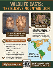 Load image into Gallery viewer, Mountain Lion (Cougar) 2 footprint cast replicas Mt Lion Tracks #2 and #3