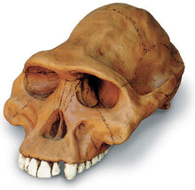 Cargar imagen en el visor de la galería, Clearance:  Skull Duggery Lucy Australopithecus afarensis skull replica cast