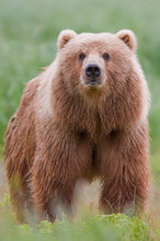 Cargar imagen en el visor de la galería, Bear: Kodiak Grizzly #2 Paw Print Kodiak Track Bear footprint track replica Resin
