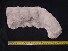 Load image into Gallery viewer, Discounted: 1982 Bigfoot / Sasquatch knuckle print cast replica (Copy)