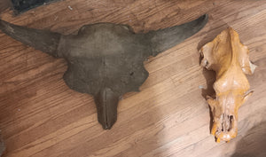 Bison antiquus fossil skull for sale #2