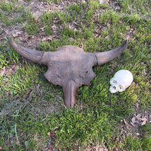 Laden Sie das Bild in den Galerie-Viewer, Bison antiquus fossil skull for sale #2