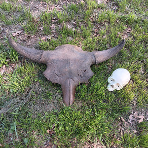 Bison antiquus fossil skull for sale #2
