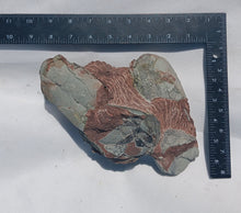Load image into Gallery viewer, Cast Oviraptor Egg nest with Eggs Dinosaur