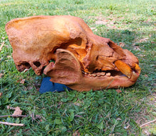 Load image into Gallery viewer, Real Fossil Cave Bear Skull for sale