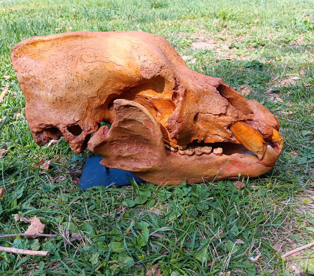 Real Fossil Cave Bear Skull for sale