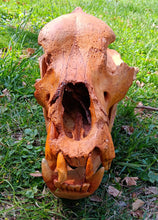 Cargar imagen en el visor de la galería, Real Fossil Cave Bear Skull for sale