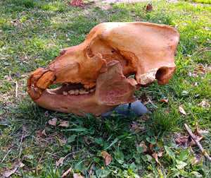 Real Fossil Cave Bear Skull for sale