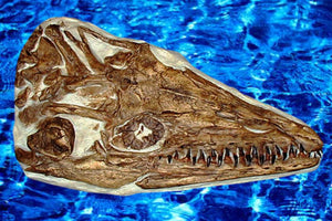 Platycarpus ictericus Mosasaur skull cast replica panel