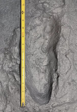 Charger l&#39;image dans la galerie, Laetoli Hominid Footprint tracks (6 tracks) impression casts