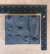 Laden Sie das Bild in den Galerie-Viewer, Ordovician
Periods Fossil Cast Replicas
