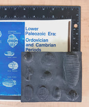 Cargar imagen en el visor de la galería, Ordovician
Periods Fossil Cast Replicas