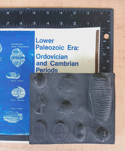 Ordovician
Periods Fossil Cast Replicas