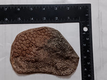 Load image into Gallery viewer, Dinosaur skin impression cast replica