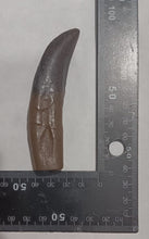 Load image into Gallery viewer, Allosaurus Tooth 4&quot; Dinosaur Fossil Tooth cast replica figure 10cm