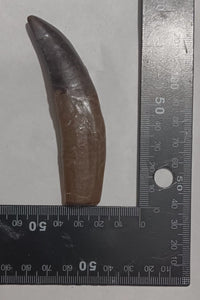 Allosaurus Dinosaur Fossil Tooth cast replica figure 4" / 10cm