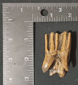 Bison antiquus tooth fossil cast replica
