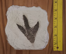 Load image into Gallery viewer, Theropod Dinosaur Footprint Track #4 Fossil Grallator Quality Collectible Dinosaur track cast replica