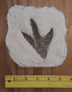 Theropod Dinosaur Footprint Track #4 Fossil Grallator Quality Collectible Dinosaur track cast replica