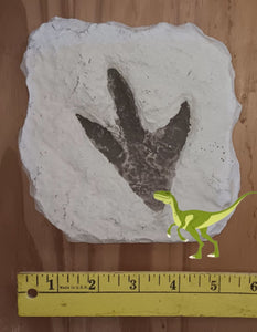 Theropod Dinosaur Footprint Track #4 Fossil Grallator Quality Collectible Dinosaur track cast replica